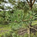 Pinus sylvestris - Foto 1