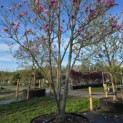 Magnolia 'Galaxy' - 2