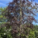 Fagus sylvatica 'Atropunicea' - 2