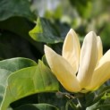 Magnolia 'Yellow Bird' - 7