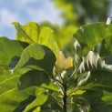 Magnolia 'Yellow Bird' - 8