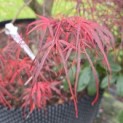 Acer palmatum 'Atrolineare' - 1