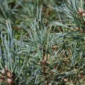 Pinus sylvestris 'Glauca' - 2