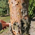Pinus sylvestris 'Glauca' - 1