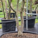 Acer palmatum 'Bloodgood' - Foto 4