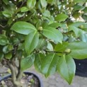 Camellia japonica - 6