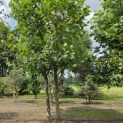 Platanus x Hispanica - Foto 2