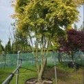 Acer palmatum 'Ueno Yama' - Foto 1