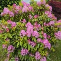 Rhododendron ponticum 'Roseum' - Foto 3