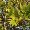 Acer palmatum Masu-kagami - 3
