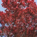 acer palmatum 'Atropurpureum' - Foto 1