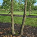 Platanus hispanica - 2