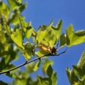 Platanus x hispanica 'Alphen's Globe' - 2