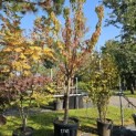 Prunus avium 'Sunburst' - 2