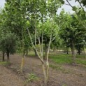 Liriodendron tulipifera 'Aureomarginatum' - 1
