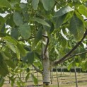 Juglans regia 'Axel' - 1