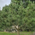 Pinus nigra - Foto 5