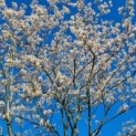 Amelanchier lamarckii - Afbeelding 4