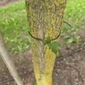 Liquidambar styraciflua - 2
