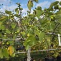 Ficus carica - Foto 4