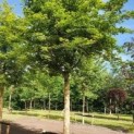 #495 Acer palmatum Japanischer Ahorn Baumform