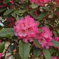Rhododendron Yakushimanum ‘Fantastica' - 3
