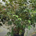Viburnum plicatum 'Popcorn' - Foto 2