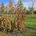 Fagus sylvatica 'Purple Fountain' - 2