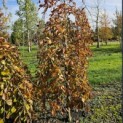 Fagus sylvatica 'Purple Fountain' - 3