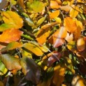 Fagus sylvatica 'Purple Fountain' - 1