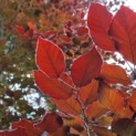 Fagus sylvatica 'Atropunicea' - Afbeelding 1