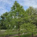 Taxodium distichum - 1