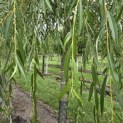 Salix x sepulcralis 'Chrysocoma' - Foto 4