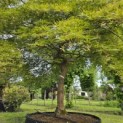 Acer palmatum 'Dissectum' - Foto 8