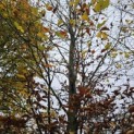 Fagus sylvatica - 2