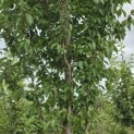 Prunus 'Sunset Boulevard' - Foto 1