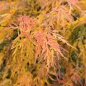 Acer palmatum 'Dissectum' - 1