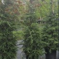Tsuga canadensis - Foto 2