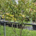Photinia fraseri 'Red Robin' - 1