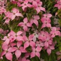 Cornus  kousa  'Scarlet Fire' - Foto 1