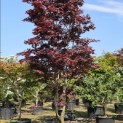 Acer palmatum 'Bloodgood' - juni 2025