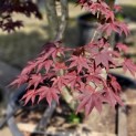Acer palmatum 'Bloodgood' - 2
