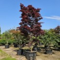 Acer palmatum 'Bloodgood' - juni 2025