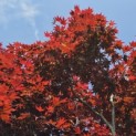 Acer palmatum 'Bloodgood' - 1