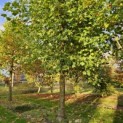 Platanus x hispanica - 1