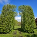 Carpinus betulus - 1