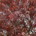 Acer palmatum 'Atrolineare' - 3
