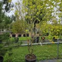 Platanus x hispanica 'Alphen's Globe' - september 2024 vak i