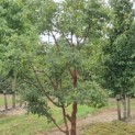 Acer griseum - Foto 1