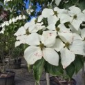 Cornus kousa Chinensis - 4